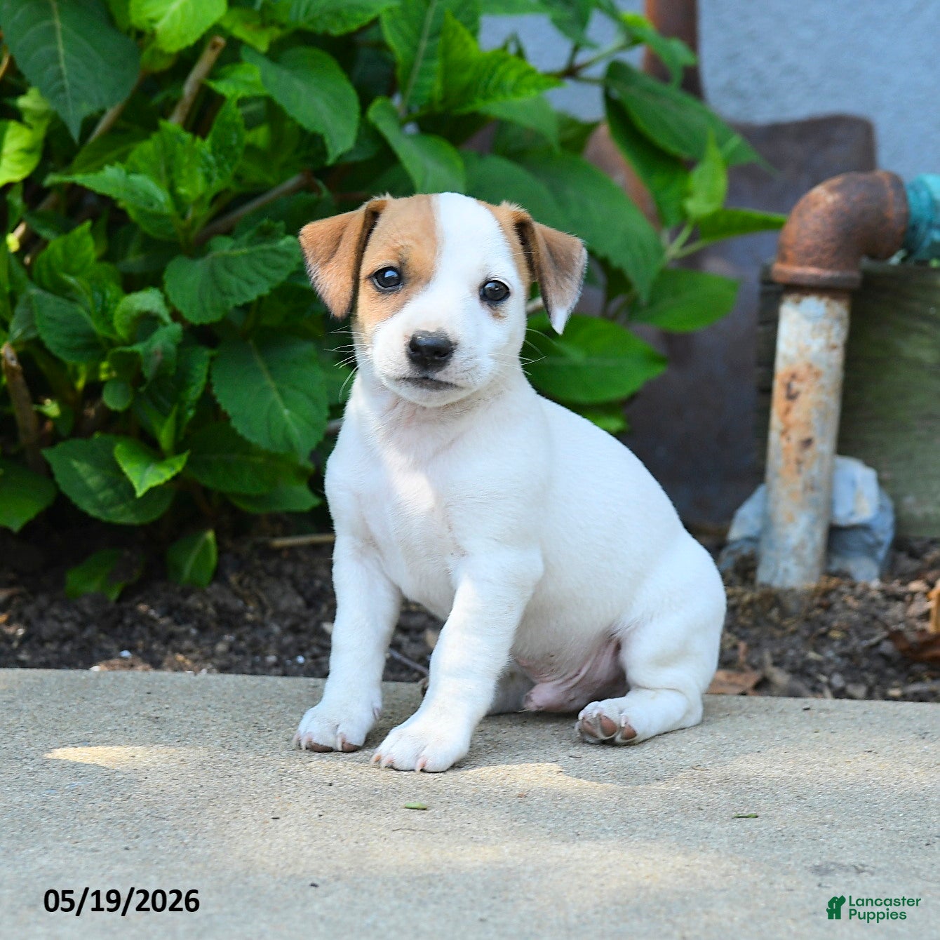 Jack Russell Terrier dogs Rookie - Ad 1