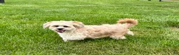 Lhasa Apso dogs for sale: Sammy - Ad 9