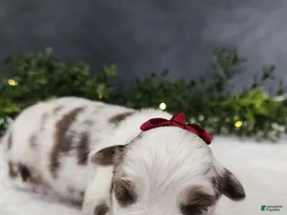 Miniature Australian Shepherd dogs for sale: Grace - Ad 2