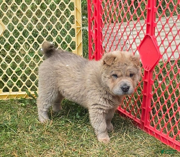 Shar Pei dogs Nacho  - Ad 2
