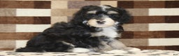 Mini Bernedoodle dogs for sale: Ace - Ad 4