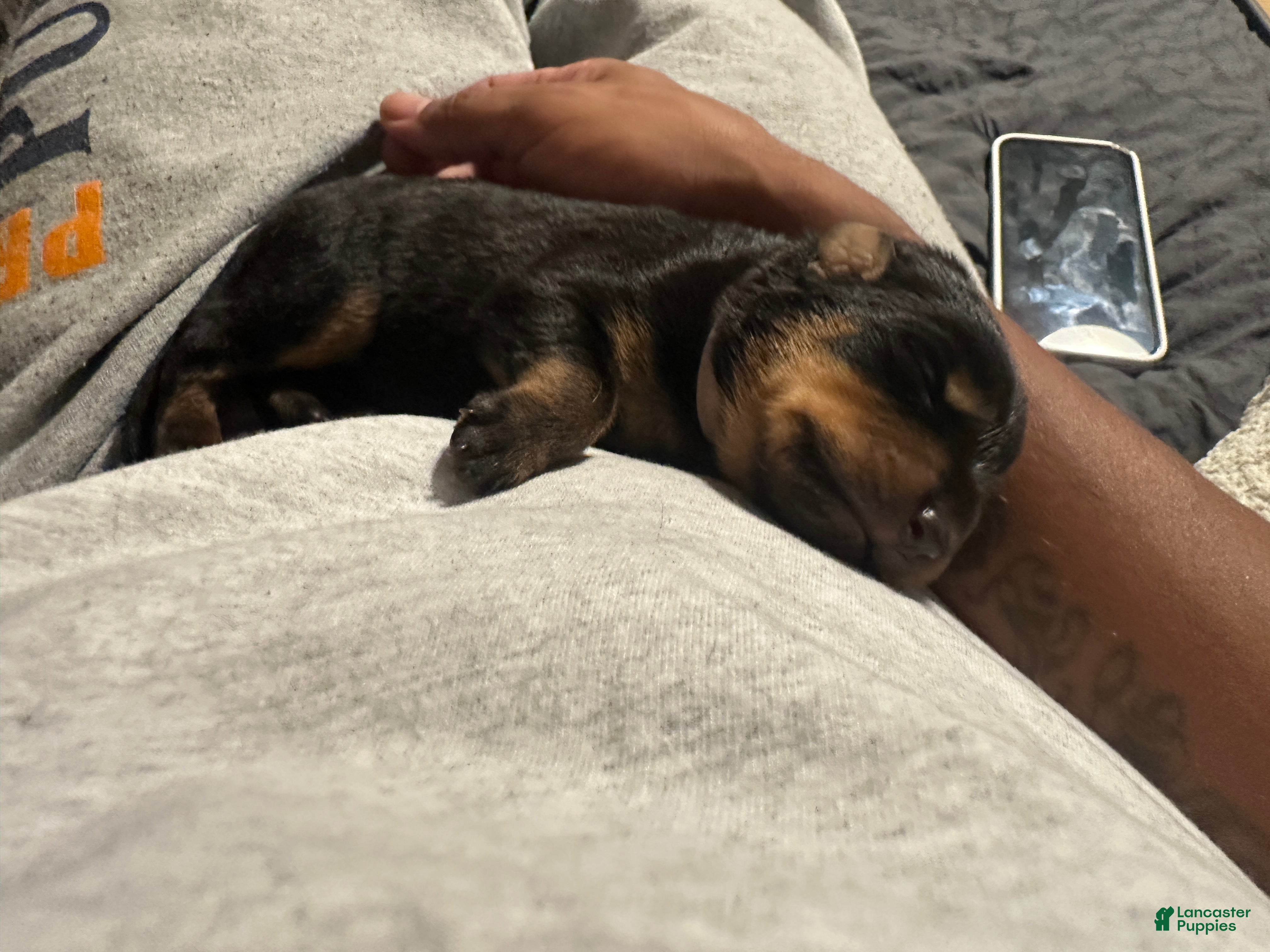 Rottweiler dogs Samaya - Ad 3