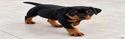 Rottweiler dogs for sale: Rottweiler 3 AKC - Ad 7