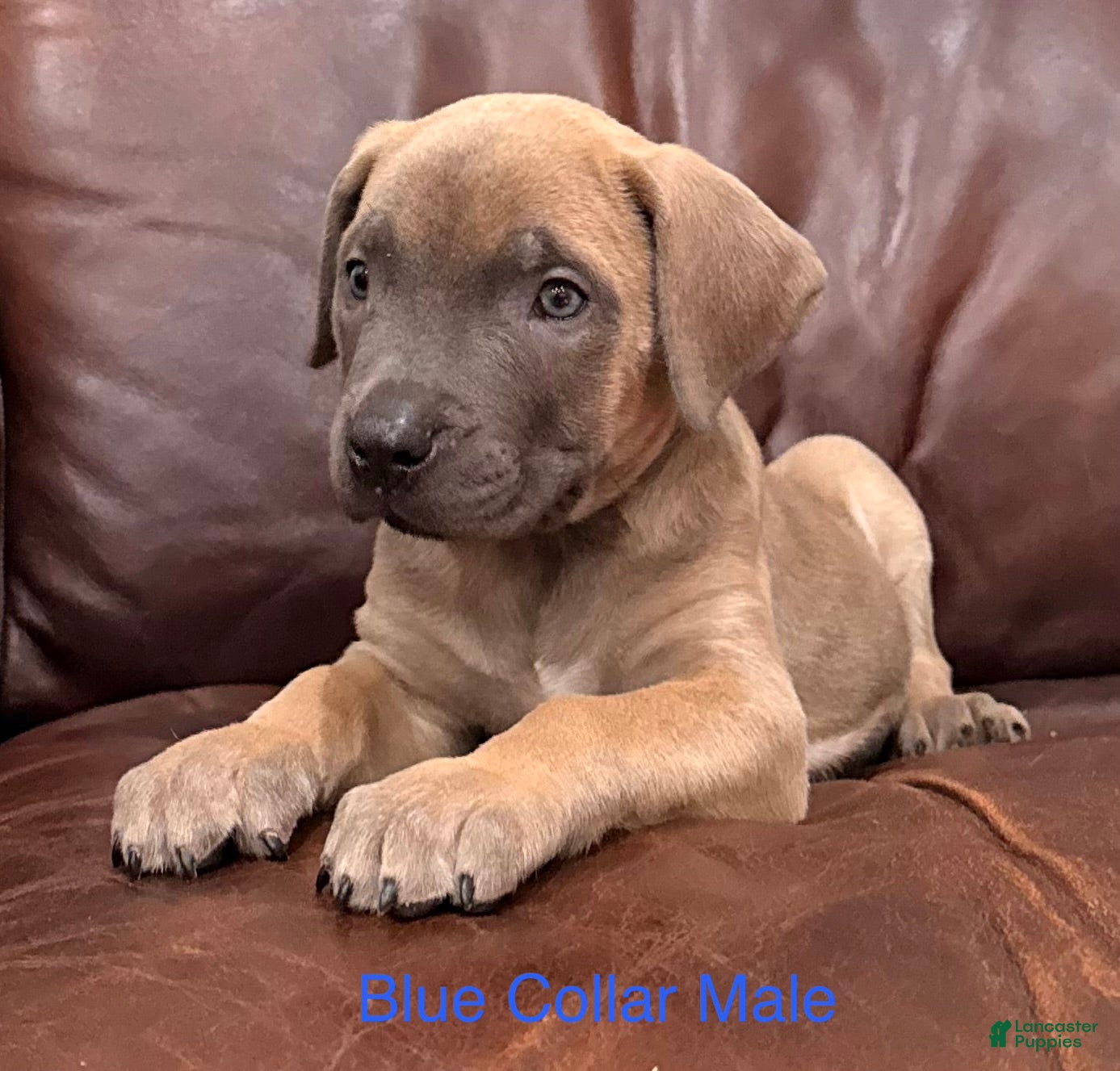 Cane Corso dogs Cane Corso Puppy Blue Collar M - Ad 2