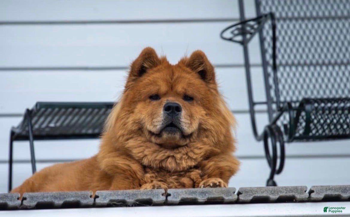 Chow Chow dogs Lila - Ad 2