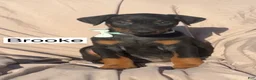 Doberman Pinscher dogs for sale: Brooke - Ad 1
