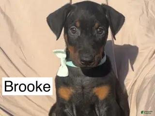 Doberman Pinscher dogs for sale: Brooke - Ad 2