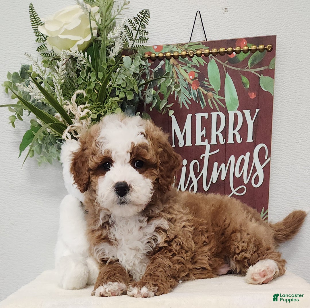 Mini Goldendoodle dogs for sale: Ford Mini Goldendoodle Puppy 4 - Ad 2