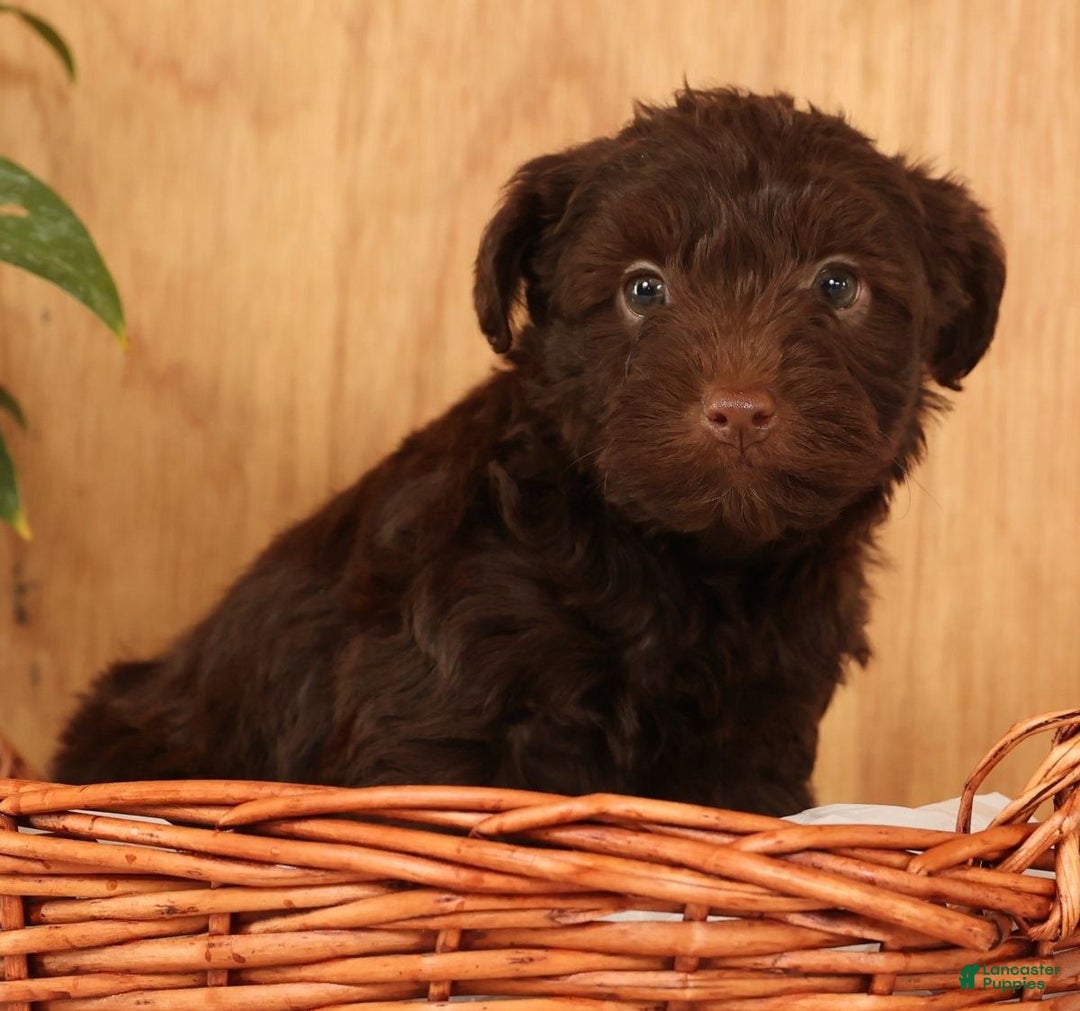 Yorkiepoo dogs for sale: Drake - Ad 9