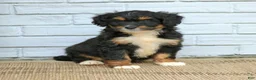 Mini Bernedoodle dogs for sale: Dakota  - Ad 4