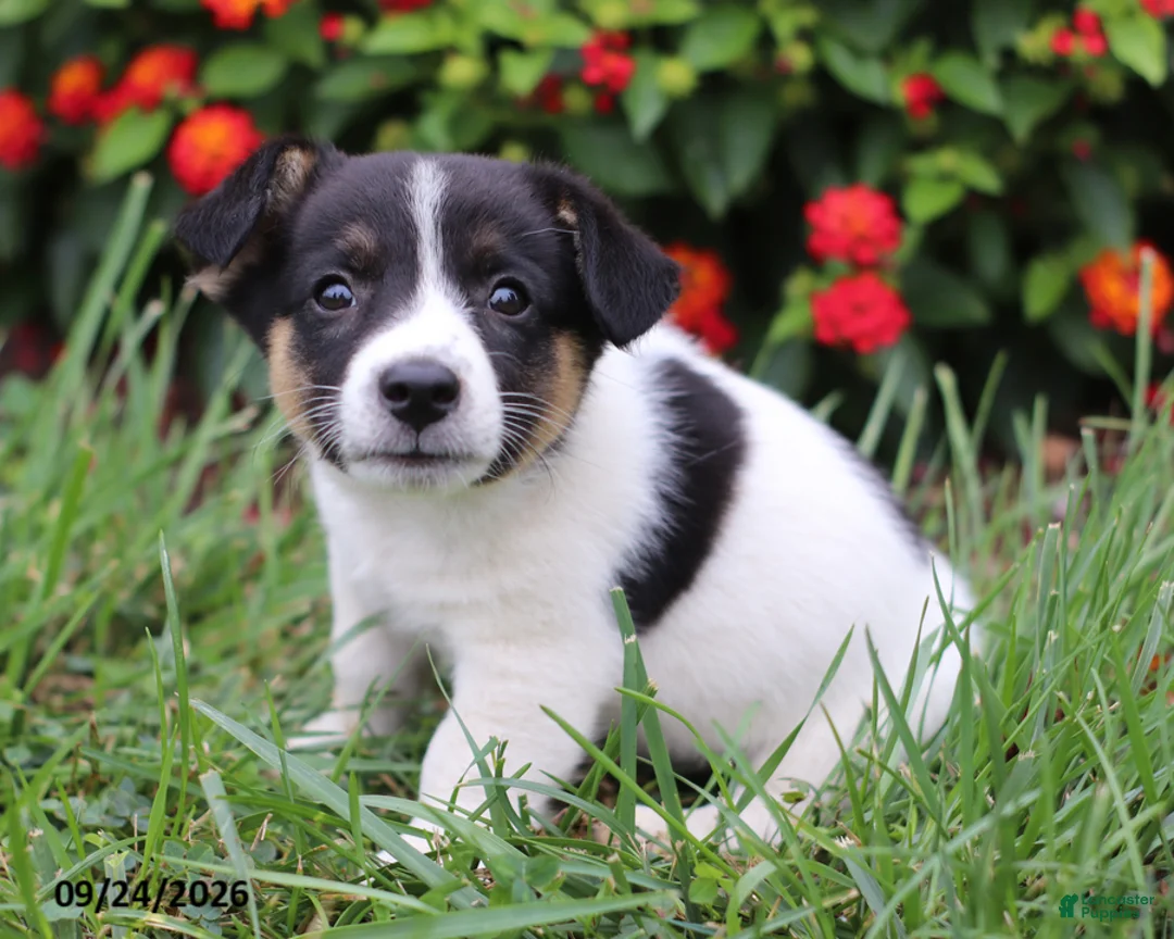 Mixed Breed dogs for sale: Oscar - Ad 4