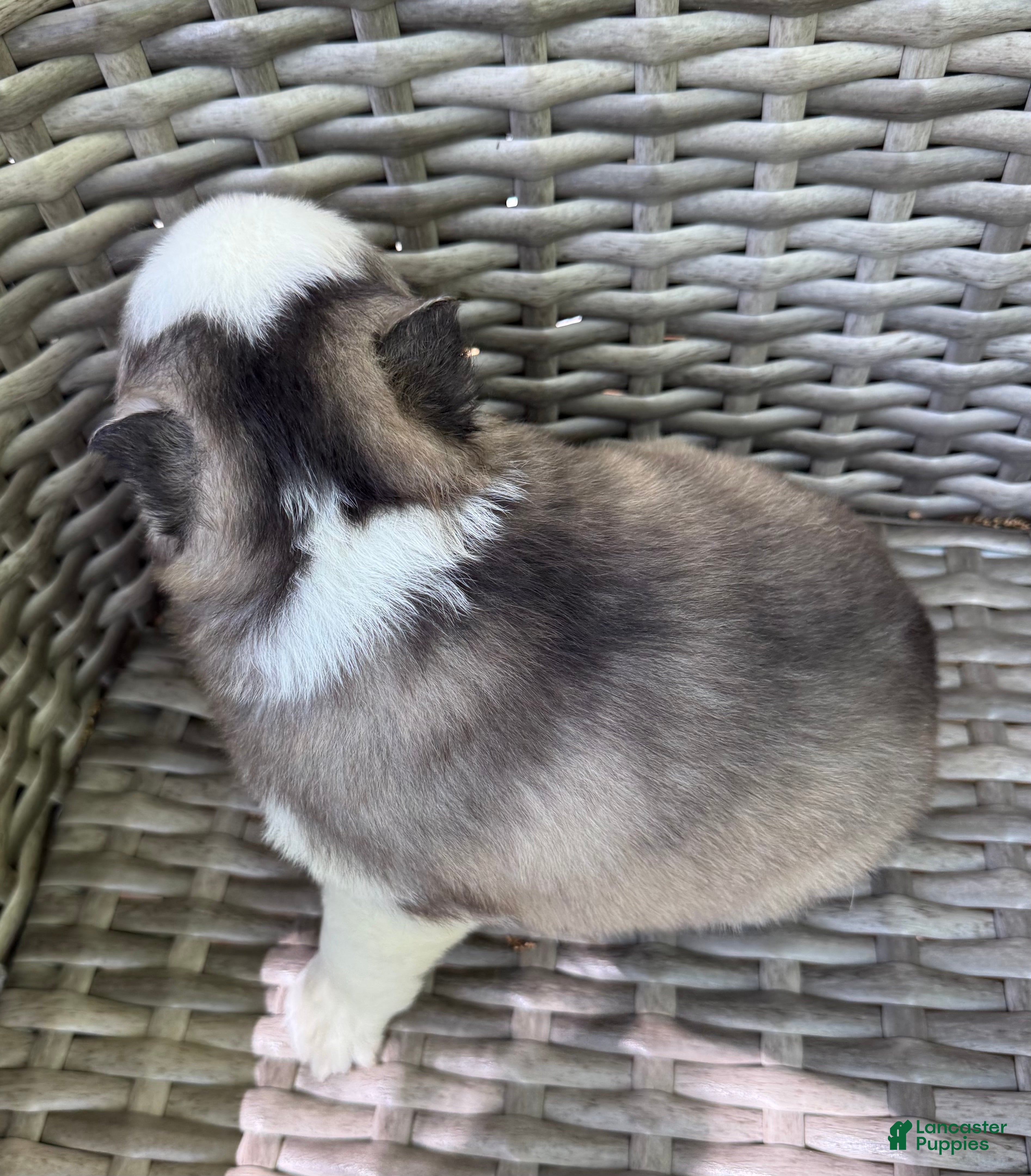 Pomsky dogs Tybalt - Ad 2
