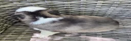 Pomsky dogs for sale: Tybalt - Ad 2