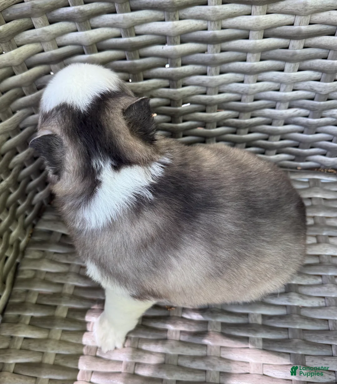 Pomsky dogs for sale: Tybalt - Ad 2