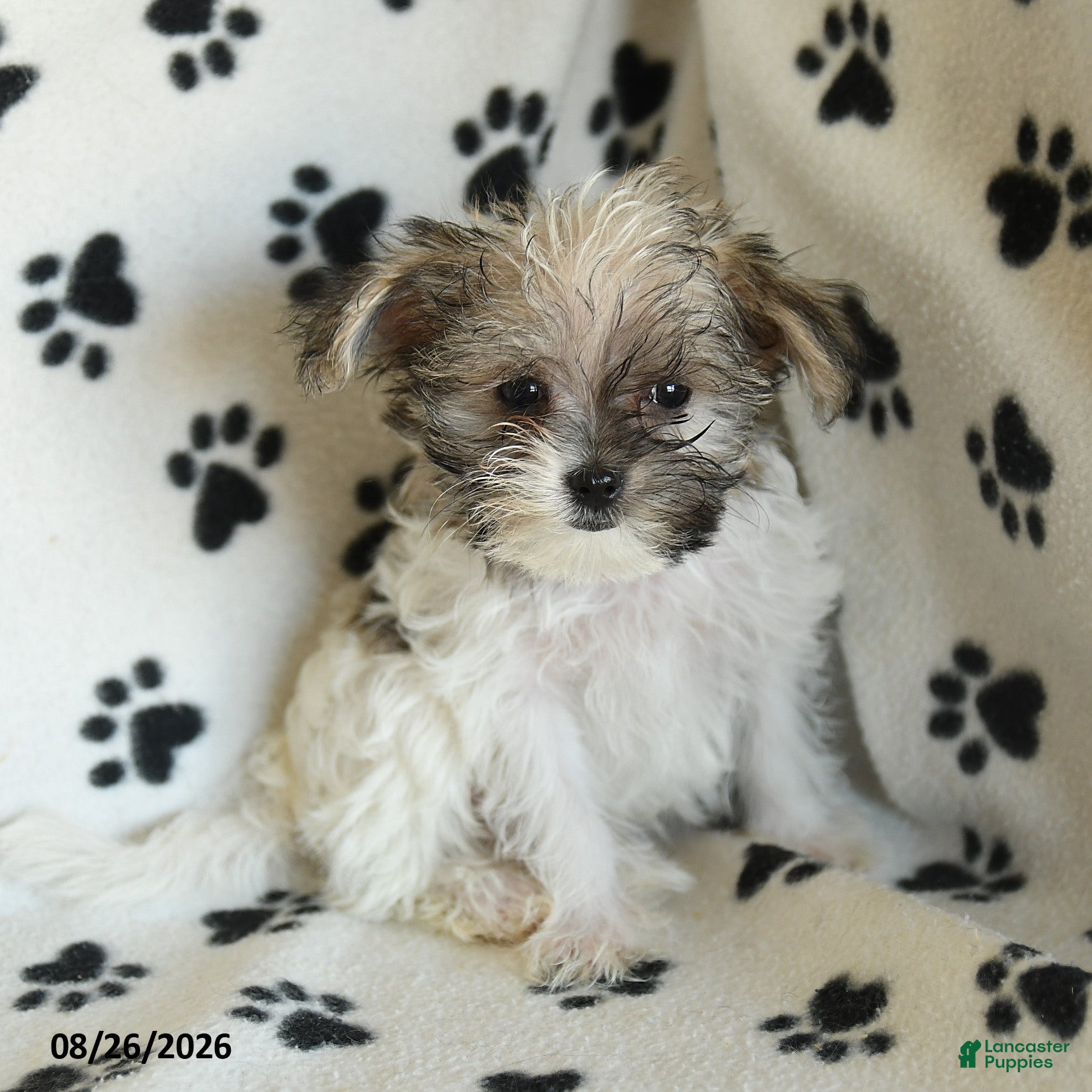 Shorkie dogs Iron - Ad 1