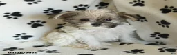 Shorkie dogs for sale: Iron - Ad 1