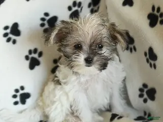 Shorkie dogs Iron - Ad 1