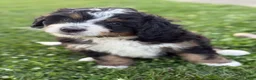Mini Bernedoodle dogs for sale: Ranger - Ad 3