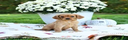 Golden Retriever dogs for sale: Layla - Ad 3