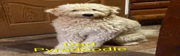 Mixed Breed dogs for sale: Thor - Ad 8