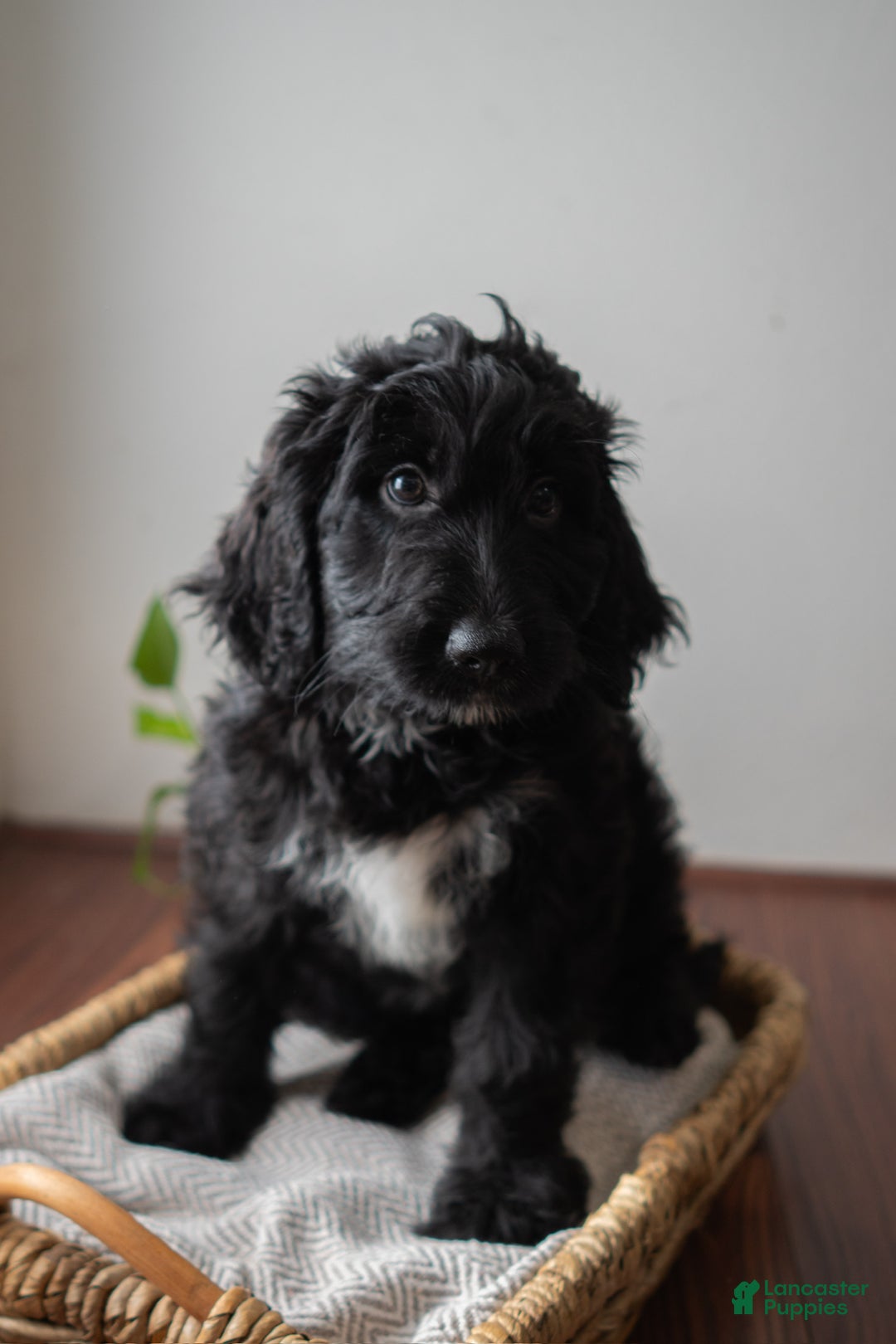 Mixed Breed dogs for sale: Mixed Breed Puppy 2 - Ad 4