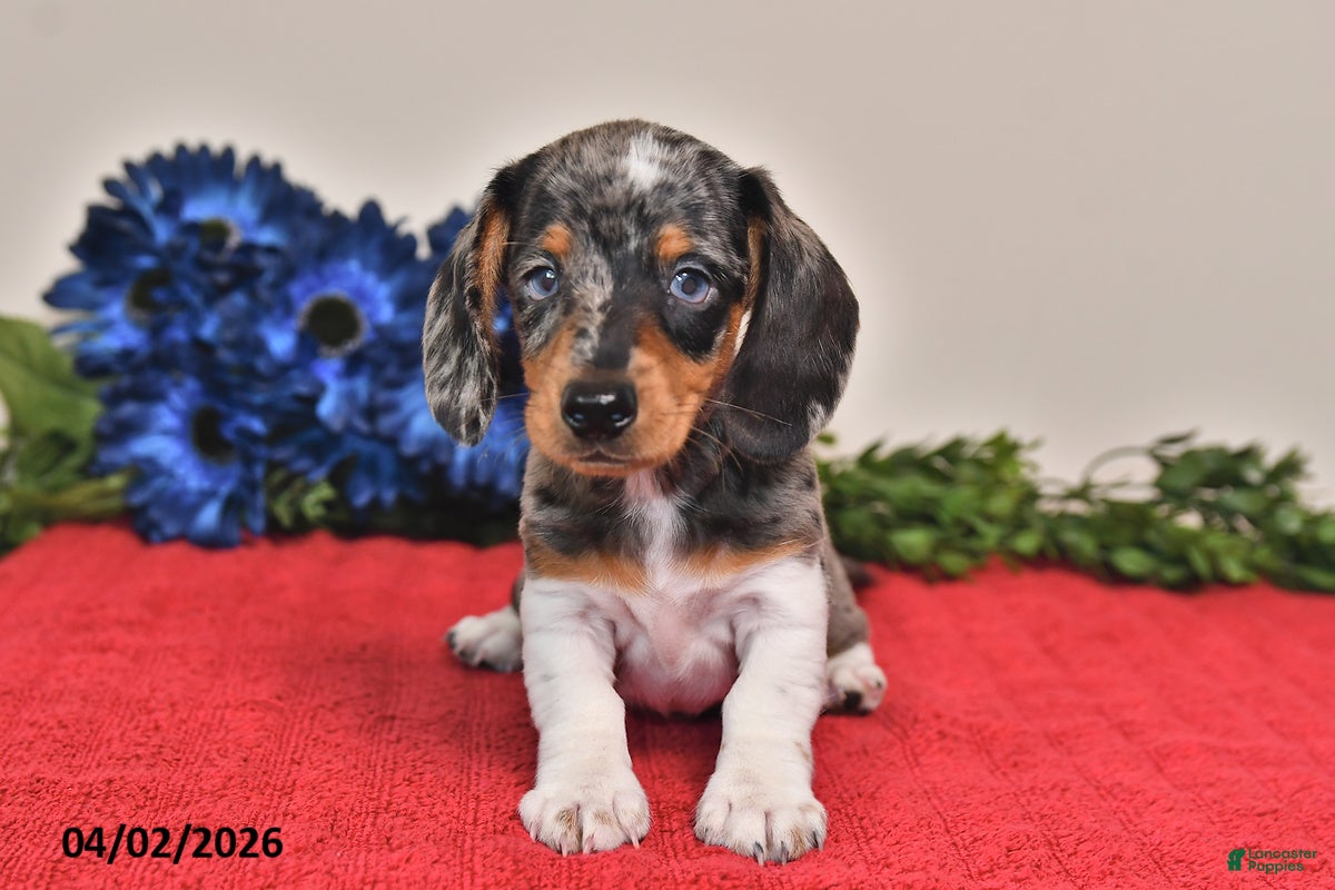 Miniature Dachshund dogs Owen - Ad 1