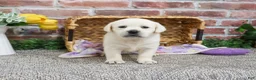 Labrador Retriever dogs for sale: Juni  - Ad 3