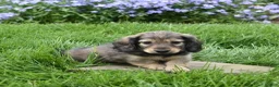 Miniature Dachshund dogs for sale: Miniature Dachshund Puppy 1 - Ad 6