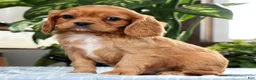 Cavalier King Charles Spaniel dogs for sale: Koda - Ad 5