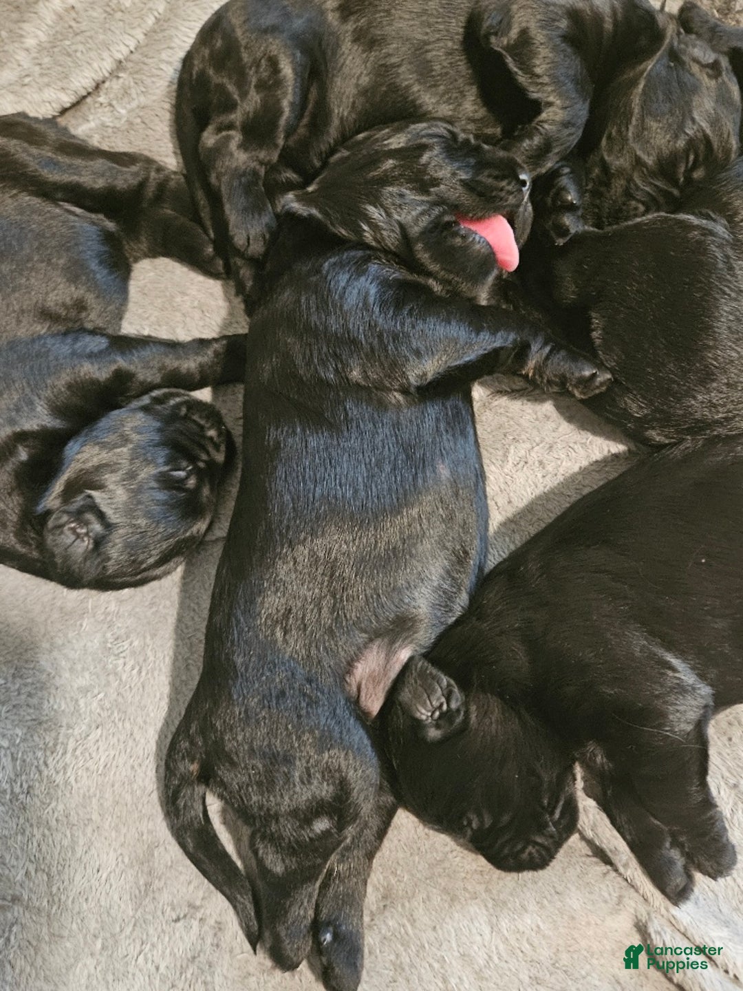 Giant Schnauzer dogs for sale: Giant Schnauzer Puppy 4 - Ad 3