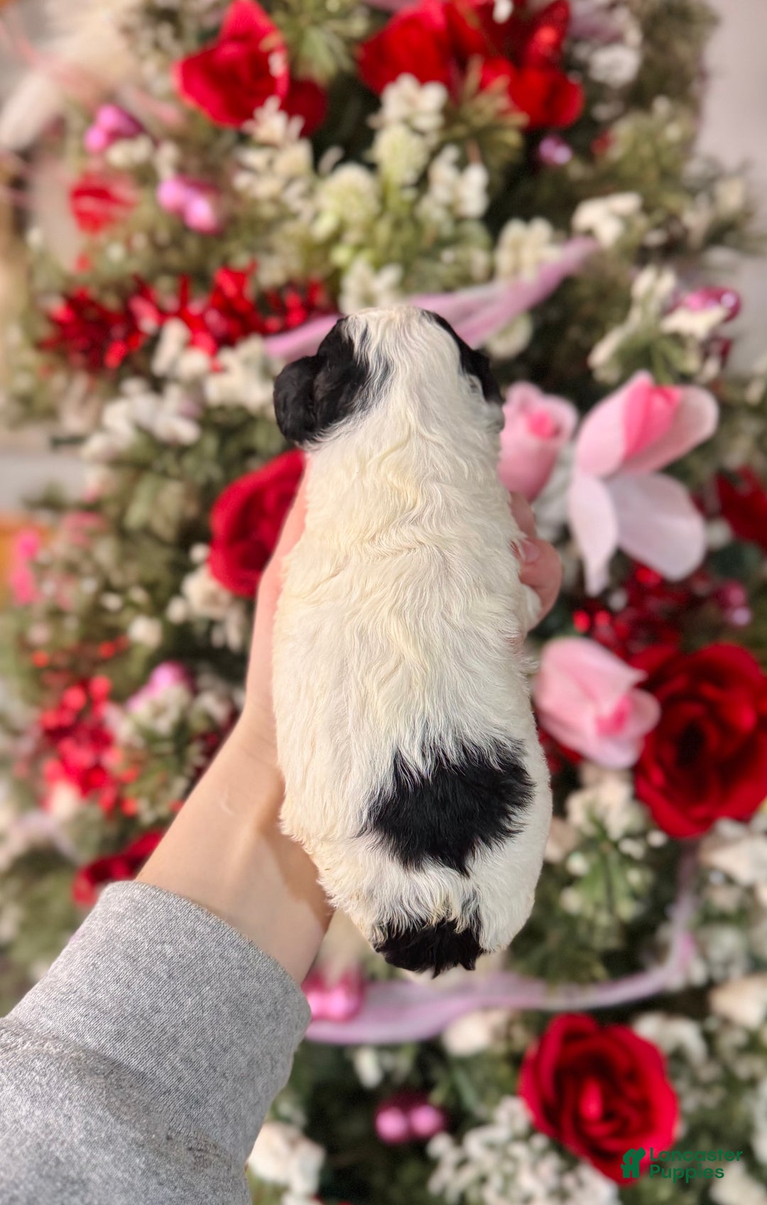 Cockapoo dogs for sale: Cockapoo Puppy 2 - Ad 4