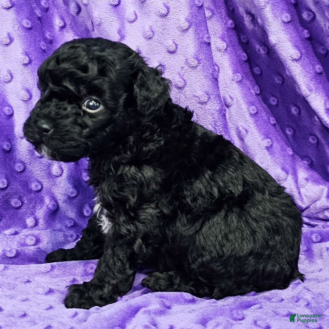 Mixed Breed dogs for sale: Dixon - Ad 2