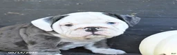 English Bulldog dogs for sale: Jill - Ad 3