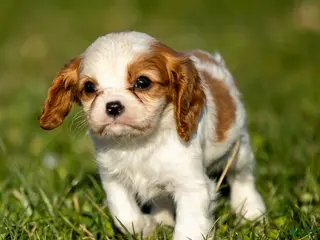 Cavalier King Charles Spaniel dogs Beverly - Ad 42