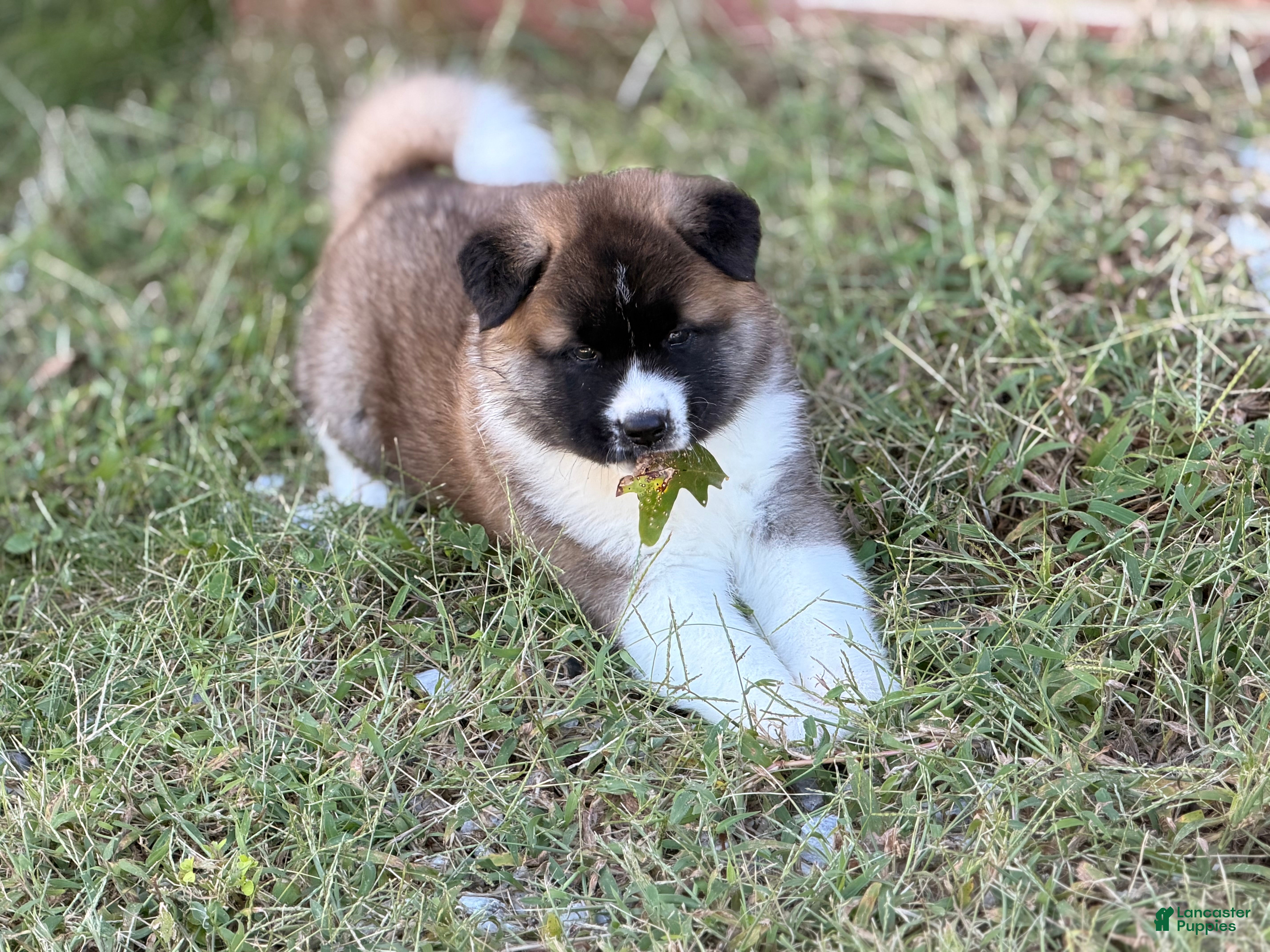 Akita dogs Akita 2 - Ad 24