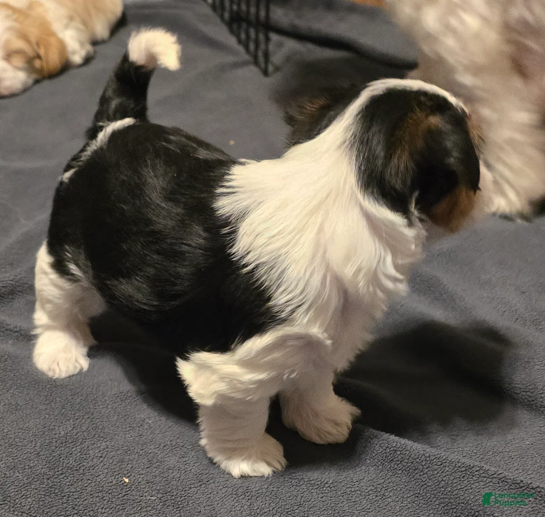 Morkie dogs for sale: Panda - Ad 2