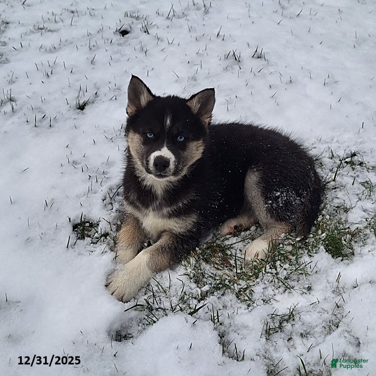 Gerberian Shepsky dogs Penny - Ad 5