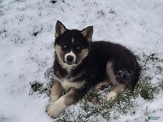 Gerberian Shepsky dogs Penny - Ad 5