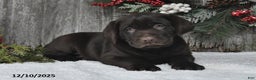Labrador Retriever dogs for sale: Samson - Ad 3
