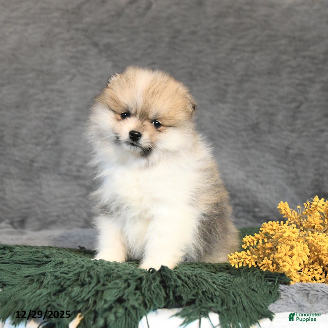 Pomeranian dogs for sale: Fritz - Ad 2