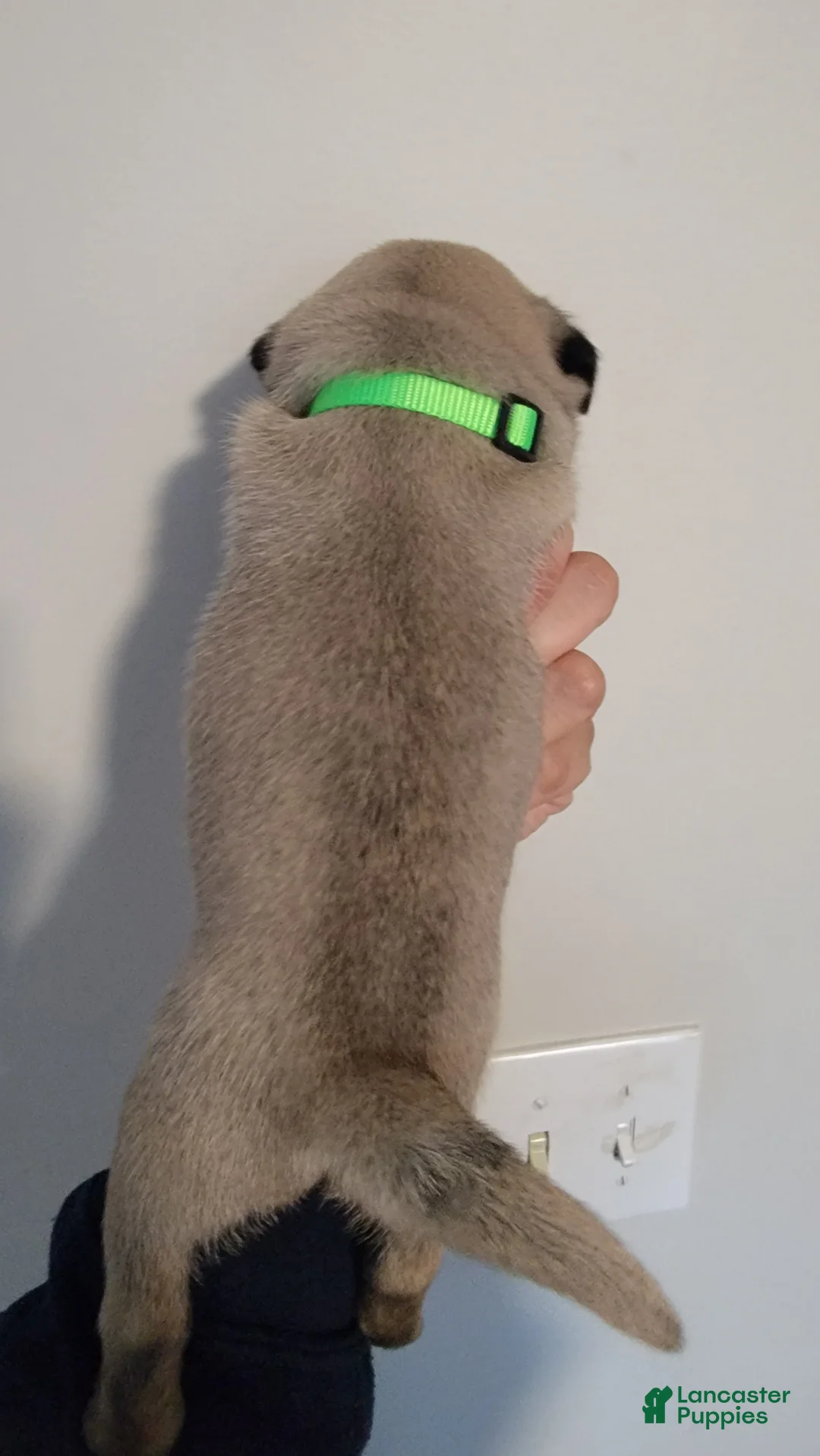 Pug dogs for sale: Green boy  - Ad 2