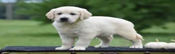 Golden Retriever dogs for sale: Daisy - Ad 3