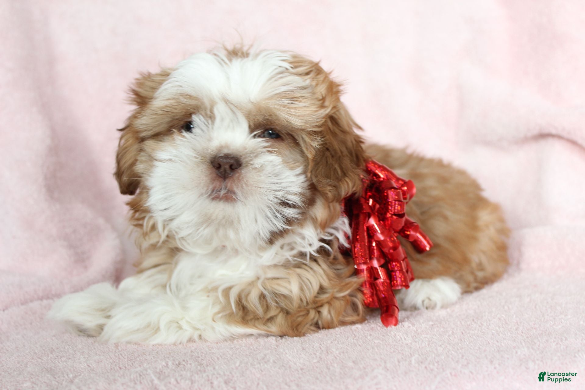 Shih Tzu dogs Avery - Ad 40