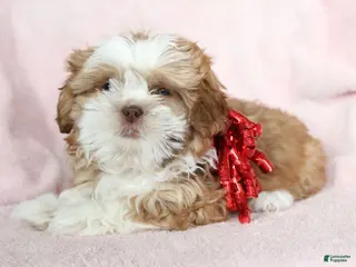 Shih Tzu dogs Avery - Ad 40