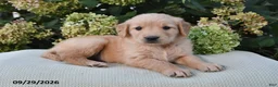 Golden Retriever dogs for sale: Buttercup - Ad 3