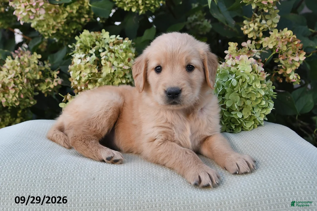 Golden Retriever dogs for sale: Buttercup - Ad 3