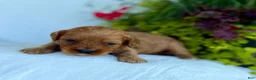 Cavapoo dogs for sale: Rusty - Ad 1