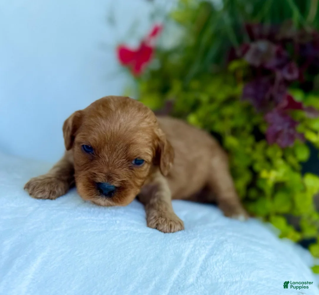 Cavapoo dogs for sale: Rusty - Ad 1