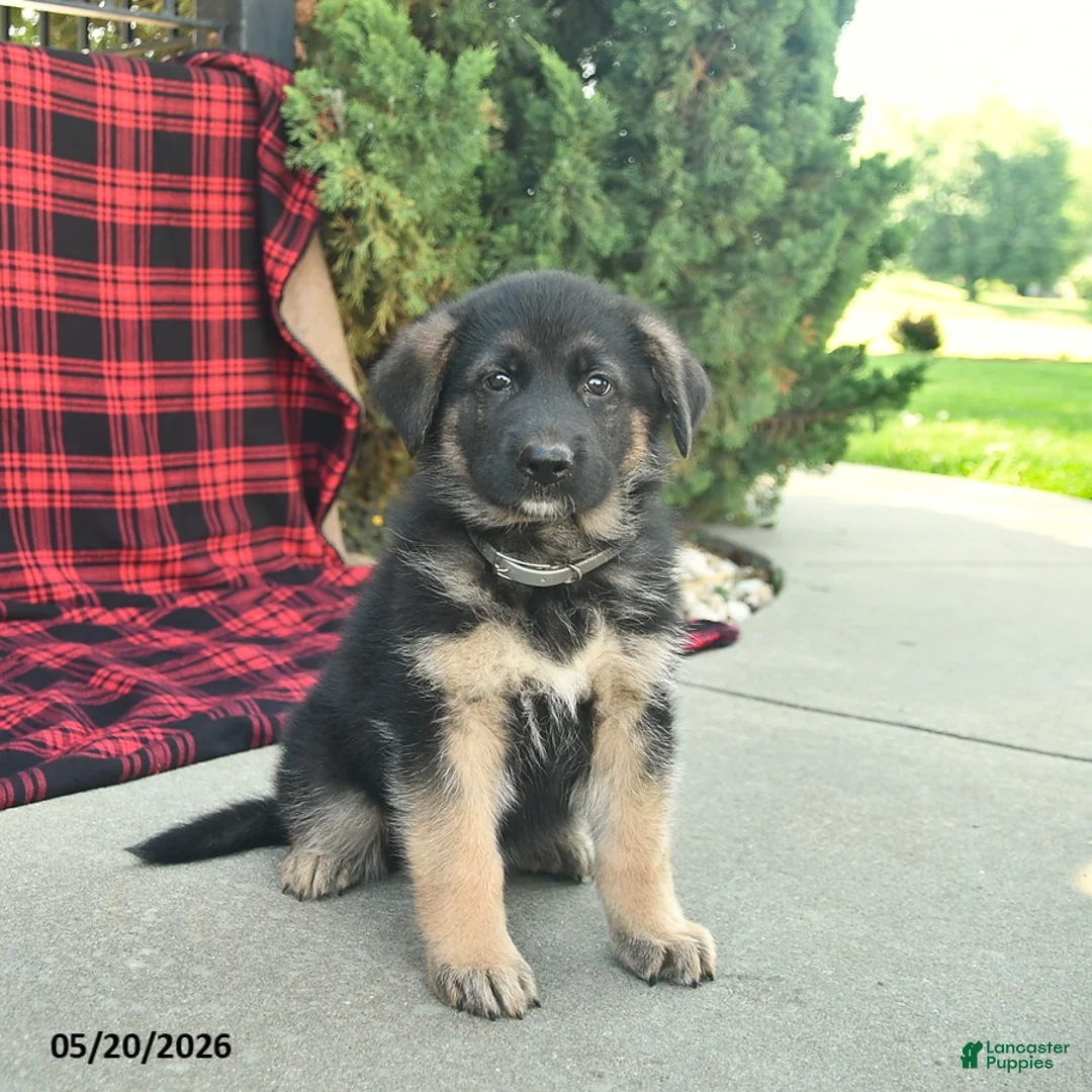 Mixed Breed dogs for sale: River  - Ad 1