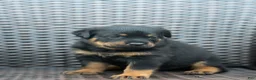 Rottweiler dogs for sale: Nova - Ad 3